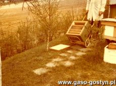 5520. W pasiece Mariana Sobeckiego (1986 r.)