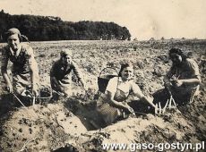 5637.Zbior szparagow w majatku Stanislawa Fenrycha w Pudliszkach (okres miedzywojenny, po lewej las boreczek)