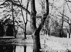 5745.Fragment parku w Goli (1972 r.)