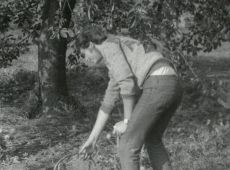 5787.Uczennice Zasadniczej Szkoly Zawodowej w Gostyniu zbieraja jablka w sadzie w Pijanowicach nalezacym do Kombinatu PGR Gola (wrzesien 1983 r.)