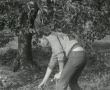 5787.Uczennice Zasadniczej Szkoly Zawodowej w Gostyniu zbieraja jablka w sadzie w Pijanowicach nalezacym do Kombinatu PGR Gola (wrzesien 1983 r.)