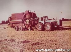 5811.Zbior groszku zielonego na polu Kombinatu PGR Gola (1978 r.)