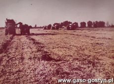 5812.Zbior groszku zielonego na polu Kombinatu PGR Gola (1978 r.)