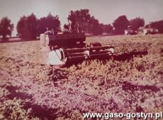 5813.Zbior groszku zielonego na polu Kombinatu PGR Gola (1978 r.)