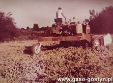 5815.Zbior groszku zielonego na polu Kombinatu PGR Gola (1978 r.)