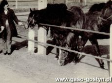 5902.Stadnina koni w Pepowie