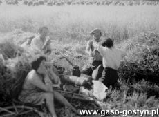 5935.Zniwa w Pogorzeli (1981 r.).JPG