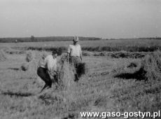 5936.Zniwa w Pogorzeli (1981 r.).JPG