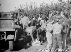 5993.Sad w Pijanowicach - zbior jablek przez uczniow Liceum Ogolnoksztalcacego w Gostyniu (1988 r.).JPG