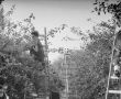 5994.Sad w Pijanowicach - zbior jablek przez uczniow Liceum Ogolnoksztalcacego w Gostyniu (1988 r.).JPG
