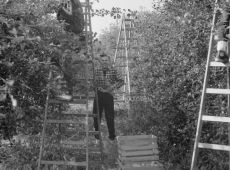 5994.Sad w Pijanowicach - zbior jablek przez uczniow Liceum Ogolnoksztalcacego w Gostyniu (1988 r.).JPG
