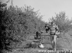 5995.Sad w Pijanowicach - zbior jablek przez uczniow Liceum Ogolnoksztalcacego w Gostyniu (1988 r.).JPG