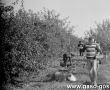 5995.Sad w Pijanowicach - zbior jablek przez uczniow Liceum Ogolnoksztalcacego w Gostyniu (1988 r.).JPG