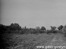 5997.Sad w Pijanowicach - zbior jablek przez uczniow Liceum Ogolnoksztalcacego w Gostyniu (1988 r.).JPG