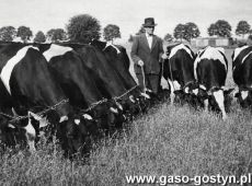 6170.Stado krow Jana Klupsia z Pepowa (1953 r.)