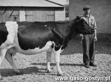 6171.Krowa rekordzistka z hodowli Stanislawa Krajki z Siedlca, w 1952 roku dala 6164 kg mleka o tluszczu 3,46 %
