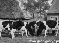 6172.Krowy zarodowe hodowli Jana Grzeskowiaka z Siedlca (1953 r.)