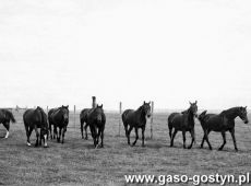 6178.Klacze pelnej krwi angielskiej na padoku w majatku Stanislawa Karlowskiego w Szelejewie (1933 r.)