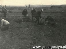 6191.Zbiorka ziemniakow przez uczniow Szkoly Podstawowej w Bodzewie na polu miejscowego PGR-u (wrzesien 1969 r.)