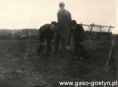 6194.Zbiorka ziemniakow przez uczniow Szkoly Podstawowej w Bodzewie na polu miejscowego PGR-u (wrzesien 1969 r.)