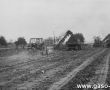 6282.Zbior burakow w Czachorowie, na polu nalezacym do Kombinatu PGR Gola (1978 r.)