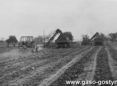 6282.Zbior burakow w Czachorowie, na polu nalezacym do Kombinatu PGR Gola (1978 r.)