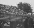 6284.Zbior burakow w Czachorowie, na polu nalezacym do Kombinatu PGR Gola (1978 r.) - Tadeusz Mrug (kierownik zakladu)