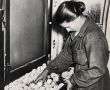 6308.Sztuczny wyleg kurczat w PGR w Pudliszkach - Zofia Kedzia dokonuje selekcji kurczat po wyjeciu z inkubatora (poczatek lat 50. XX wieku)