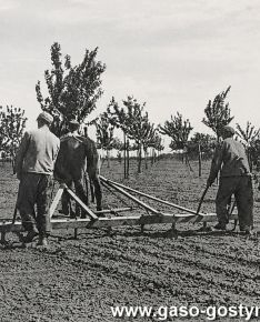 6310.Niskopienny sad w Pudliszkach, a pomiedzy drzewami uprawa ziemniakow, burakow cukrowych i warzyw (poczatek lat 50. XX wieku)