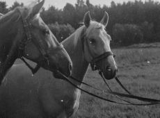 6513.Konie z hodowli Henryka Foltynowicza z Pogorzeli (1987 r.).JPG