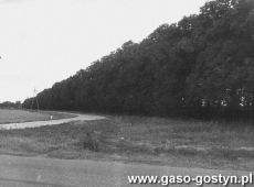 6553.Widok od strony szosy na aleje lipowa zalozona na poczatku XX wieku (ok. 1988 r.)