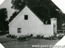 6579.Podworze w majatku Stablewskich w Zalesiu (okres miedzywojenny)