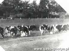 6581.Stado krow z majatku Stablewskich w Zalesiu (1928 r.)