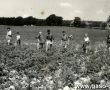 7083.Oboz gostynskiej 8. Harcerskiej Druzyny Rzemieslniczej Sportow Wodnych w Cichowie (1958 r.) - zbior stonki przez harcerzy