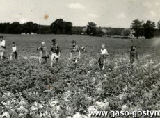 7083.Oboz gostynskiej 8. Harcerskiej Druzyny Rzemieslniczej Sportow Wodnych w Cichowie (1958 r.) - zbior stonki przez harcerzy