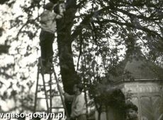 7221.Zakladanie domkow dla ptakow wykonanych przez harcerzy z 8. Druzyny Harcerskiej im. Jana Kilinskiego w parku przy Powiatowym Domu Kultury w Gostyniu (1959 r.)