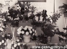 7648.Wystawa ogrodnicza w Gostyniu