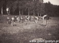 891.Poranna gimnastyka gostynskich harcerzy (okres miedzywojenny)